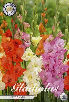 Artikelbild 2 von 'Gladiole Frizzle Mixed (10 Stück)' aus der Kategorie Gladiolenzwiebeln