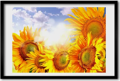 Produktbild von Bild 60x40 MDF-Rahmen, Wandkunst Sunflowers