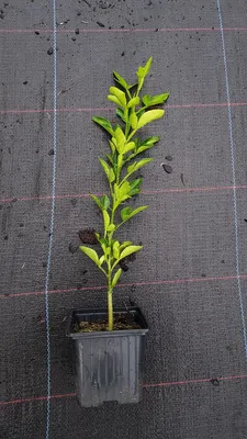 Image de Citrumelo Sacaton (De semis)