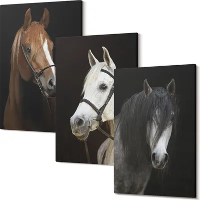 Produktbild von Wandbild – Leinwandbild – Leinwandbilder – Polycanvas – Kunstdruck – Modern – Panorama – Mehrteilig – 3-Teilig Set – Hochwertig – Lichtecht – Geruchslos – 40x60 Cm Je Element - Portraits von Pferden in verschiedenen Felltönen