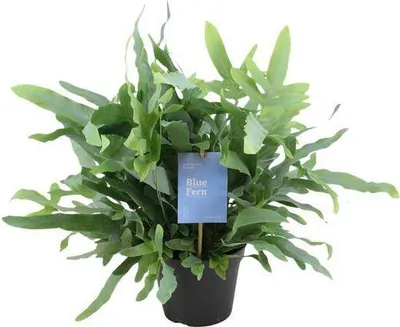 Produktbild von Blaufarn Phlebodium Blauer Farn Goldtüpfelfarn Zimmerpflanze Ø14cm 40cm hoch