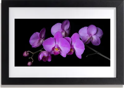 Produktbild von Bild 30x20 MDF-Rahmen Wandkunst Orchidee Orchidee Blumen