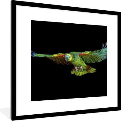 Produktbild von MuchoWow® Gerahmtes Poster Papagei - Vogel - Federn 40x40 cm - Poster mit Schwarzem Bilderrahmen Wandposter Rahmen Foto Bilder - Poster - Plakat im Rahmen