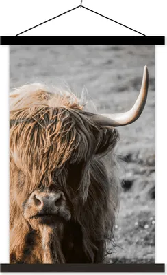 Produktbild von MuchoWow® Textilposter Schottisches Hochlandrind - Tier - Sonne 40x60 cm mit schwarzem Rahmen - Wanddekorationen