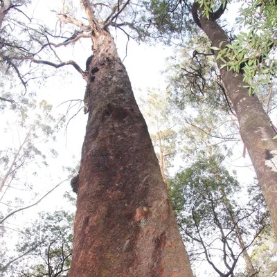 Immagine prodotto di Eucalipto gigante (Eucalyptus regnans)  - 1 porzione di semi
