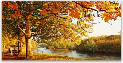 Produktbild von Acrylglasbilder 120x60 Wandbild Druck Baum See Natur