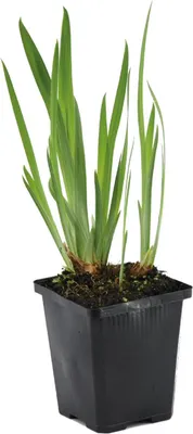 Zdjęcie produktu dla Bloomique - Iris Kaempferi - Kosaciec japoński - Fioletowy - Rośliny do oczek wodnych - Rośliny wodne - Odporne na zimę - Wysokość 20-30 cm - Doniczka 9 cm