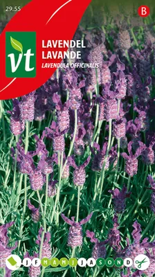 Immagine prodotto di Semi di lavanda - Circa 0,75 gr | VT_2955