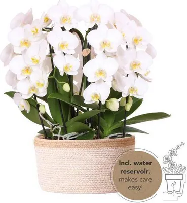 Obrázek produktu pro Orchideje – sada „Bílá“ v bavlněném košíku, pokojová rostlina, průměr 12 cm – kupte si kvetoucí orchidej do obývacího pokoje, kanceláře a na světlá místa