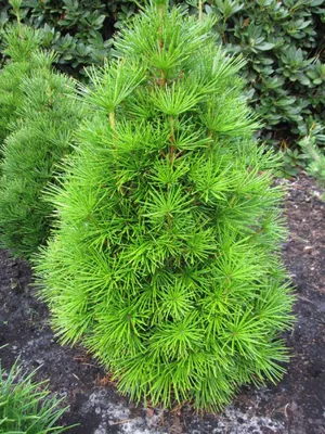 Produktbild von Sciadopitys verticillata Grüne Kugel - japanische Schirmtanne  30-40