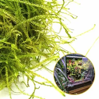 Produktbild von In-vitro-Lebendes Moos Natürliches Lebendes Moos für Terrarien TAXIPHYLLUM Bogor Moos