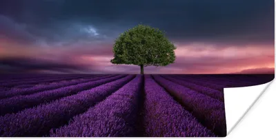 Produktbild von MuchoWow® Poster Lavendel - Baum - Lila 40x20 cm - Poster für die Wand - Poster Schlafzimmer