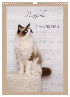 Produktbild von Ragdolls zum Verlieben (Wandkalender 2027 DIN A3 hoch), CALVENDO Monatskalender