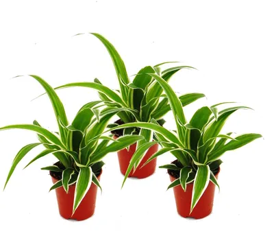 Produktbild von Chlorophytum Mini, 3er-Set, grüne Lilie