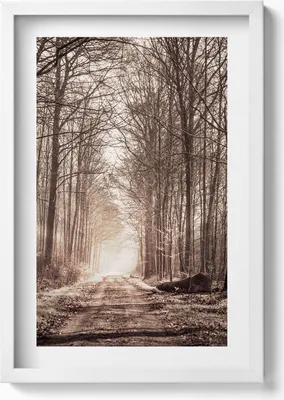 Produktbild von Waldweg in Sepia-Farben– Wandbild mit Rahmen – Gerahmtes Bild  – Wanddekoration – 40x60 cm – Weiß