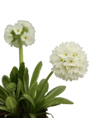 Immagine prodotto di Primula denticulata Alba' bianca, perenne a fioritura abbondante