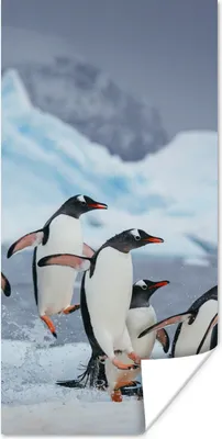 Produktbild von MuchoWow® Poster Pinguine springen aus dem Wasser 20x40 cm - Plakat - Foto