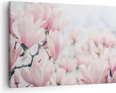 Produktbild von Bild auf Leinwand - Leinwandbild - Einteilig - Magnolie Blumen Rosa - 70x50cm - Wand Bild - Wanddeko - Wandbilder - Leinwanddruck - Bilder - Wanddekoration - Leinwand bilder - Wandbild - AA70x50-4396
