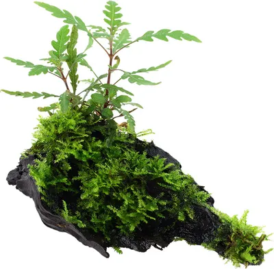 Produktbild von Aquarium Pflanze Hygrophila pinnatifida und Moos auf Wurzel Tropica Nr.051A YWS
