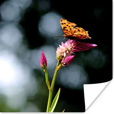 Produktbild von MuchoWow® Poster Schmetterling - Blumen - Insekten 50x50 cm - Wohnzimmerdekoration