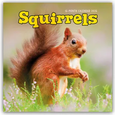 Produktbild von Squirrels - Eichhörnchen 2026 - Wand-Kalender