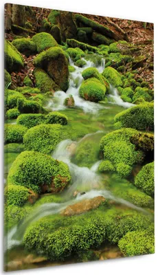 Produktbild von Wallario Premium Leinwandbild Moosiger Bach in Größe 60 x 90 cm