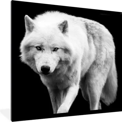 Produktbild von MuchoWow® Gerahmtes Poster Wolf - Tier - Schwarz - Weiß 40x40 cm - Poster mit Schwarzem Bilderrahmen Wandposter Rahmen Foto Bilder - Mit Rahmen - Wanddekoration Schlafzimmer