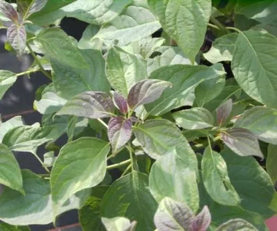 Produktbild von Hoher Etagen-Hartriegel - Cornus controversa - Pagodenhartriegel - 40-60cm