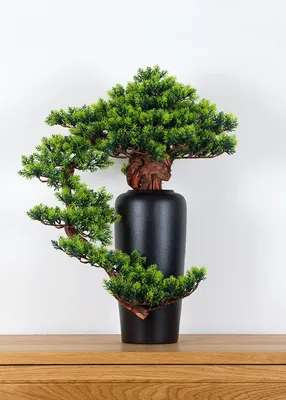 Obrázek produktu pro Pokojová dekorativní bonsai ve váze - Borovice (PN-20)