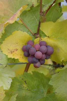 Produktbild von Vitis vinifera, kernlos, rot, 80–100 cm