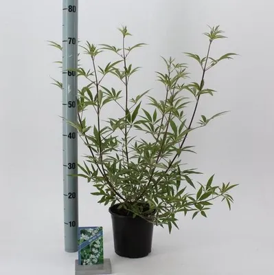 Image de Vitex agnus-castus « Albus » - Gattilier | 40-50 cm en pot