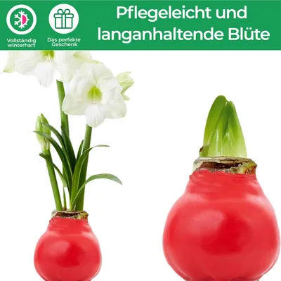 Immagine prodotto di Amaryllis in cera, "Winterflüstern" - 1 bulbo di amaryllis - Bulbo di amaryllis in cera, formato grande 30/32 - Piante vere ed esclusive, provenienti da Olanda - Hippeastrum (non semi, non artificiale)