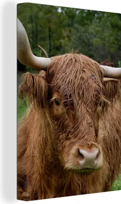 Produktbild von OneMillionCanvasses® - Leinwandbilder - 90x140 cm, Schottische Hochlandrind - Tiere - Gras, Wandbilder Kunstdruck Wanddekoration - Hochland Rind - Kuh - Gemälde auf Holzrahmen  - Wandschmucke - Schlafzimmer