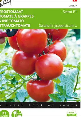 Produktbild von Strauchtomate Serrat F1 | Strauchtomatensamen von Buzzy Seeds
