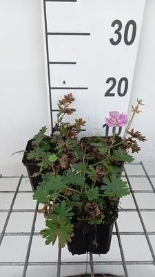 Immagine prodotto di 6 x Geranio sang. 'Elke' - Cranesbill - vaso 9 x 9 cm