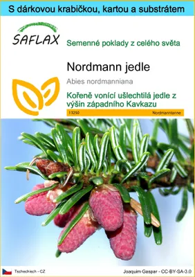 Obrázek produktu pro SAFLAX Dárková sada - Nordmann jedle - Abies nordmanniana - 20 Semena - S dárkovou krabičkou, přepravním štítkem, dárkovou kartou a pěstebním médiem