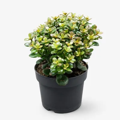 Produktbild von Crassula minor - Pfennigbaum - Rarität - 17cm Topf - 25cm hoch