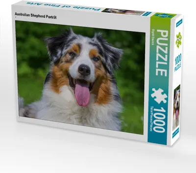 Produktbild von CALVENDO Puzzle Australian Shepherd Porträt | 1000 Teile Lege-Größe 64x48cm Foto-Puzzle für glückliche Stunden