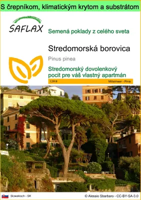 Obrázok produktu pre SAFLAX Garden to go - Stredomorská borovica - Pinus pinea - 6 Semená - S črepníkom, klimatickým vekom a pestovateľským substrátom