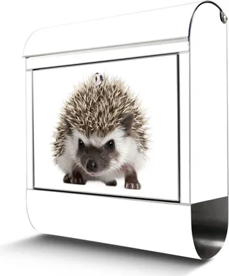 Zdjęcie produktu dla Skrzynka na listy ze stali nierdzewnej z przegrodą na gazety Duża skrzynka na listy Hedgehog ze stali nierdzewnej, otwór A4 [BKGE2 10202]
