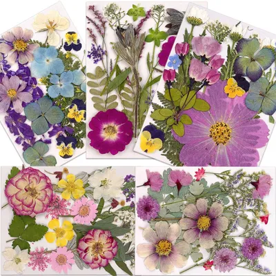 Gepresste Trockenblumen, 100 Stück, für DIY-Bastelprojekte