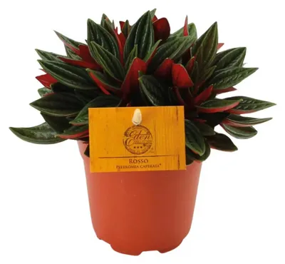 Produktbild von Rote Kaperata -Peperomie - Ø11cm - ↕15cm