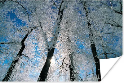 Produktbild von MuchoWow® Poster Frostbedeckte Bäume 180x120 cm - Fotoplakat
