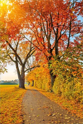 Produktbild von Wallario selbstklebendes Poster - Herbstlicher Waldweg mit buntem Laub, Größe: 61 x 91,50 cm