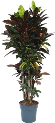 Image de Croton - Codiaeum variegatum 'Mrs. Iceton' - Hauteur 140-150cm - ⌀31cm