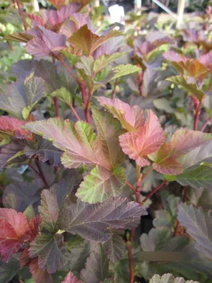 Produktbild von Physocarpus opulifolius Amber Jubilee - Blasenspiere 40-60