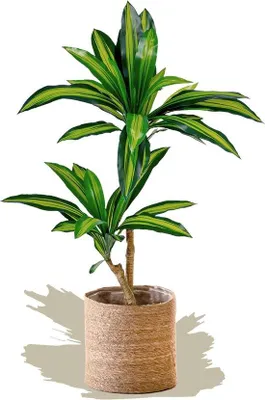 Obrázek produktu pro Famanu Umělá rostlina Dracena, 105 cm - Hyperrealistická dekorace do domácnosti a kanceláře