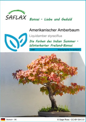 Produktbild von SAFLAX - Amerikanischer Amberbaum - Liquidamber styraciflua - 100 Samen