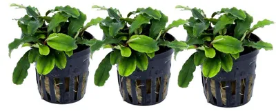 Produktbild von Aquarium Pflanze 3 Stück Bucephalandra pygmaea Wasserpflanze Tropica Nr.139 Set