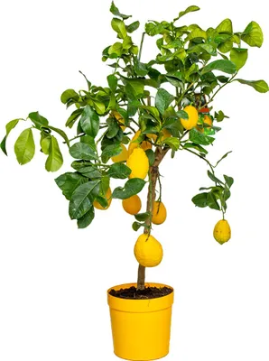 Produktbild von Bloomique - Citrus Limon - Zitrone - Zitronenbaum - Zitrusbaum - Obstbaum - Gartenpflanzen - 60-80 cm Hoch - Topf 21 cm